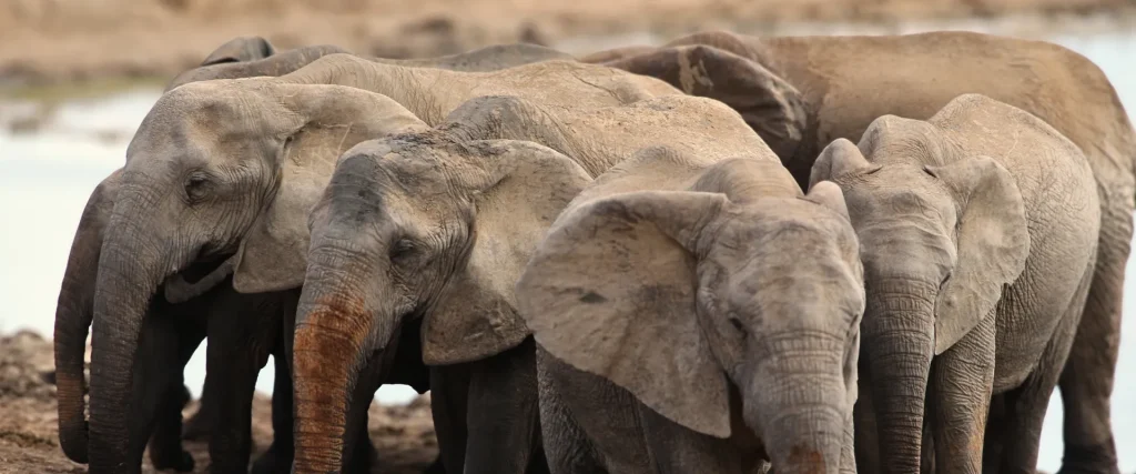 Addo Elephant National Park_Herd of Elephants