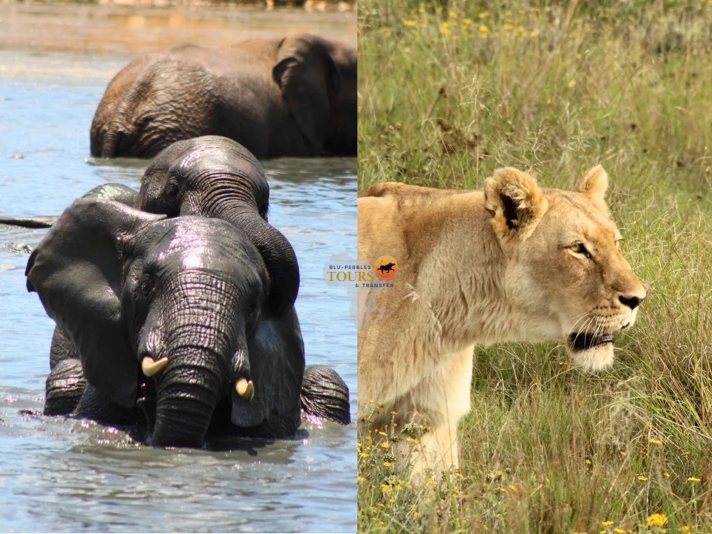 Addo & Schotia Big Five Adventure_Banner