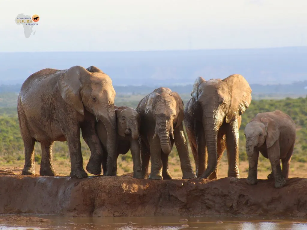 BPTT_Addo Elephant National Park_Banner (1)
