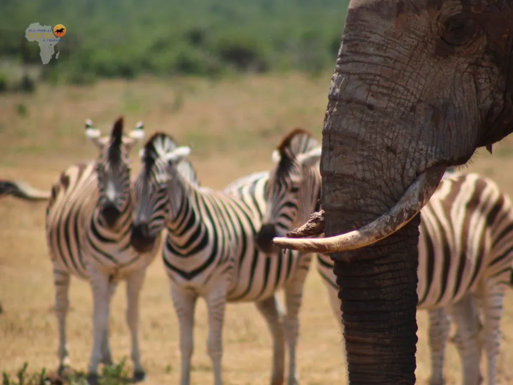 BPTT_Addo Elephant National Park_Banner (2)