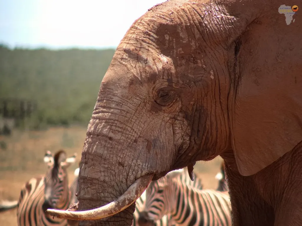 BPTT_Addo Elephant National Park_Banner