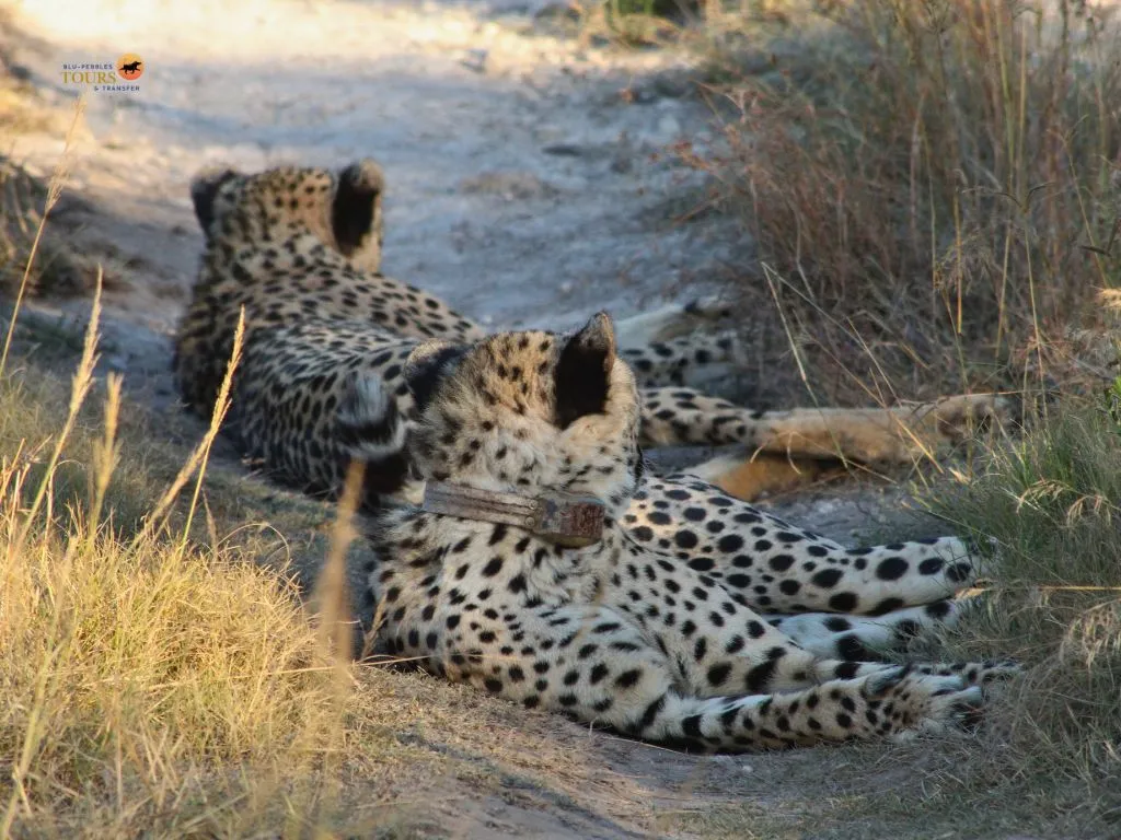 BPTT_Amakhala Game Drive_Banner