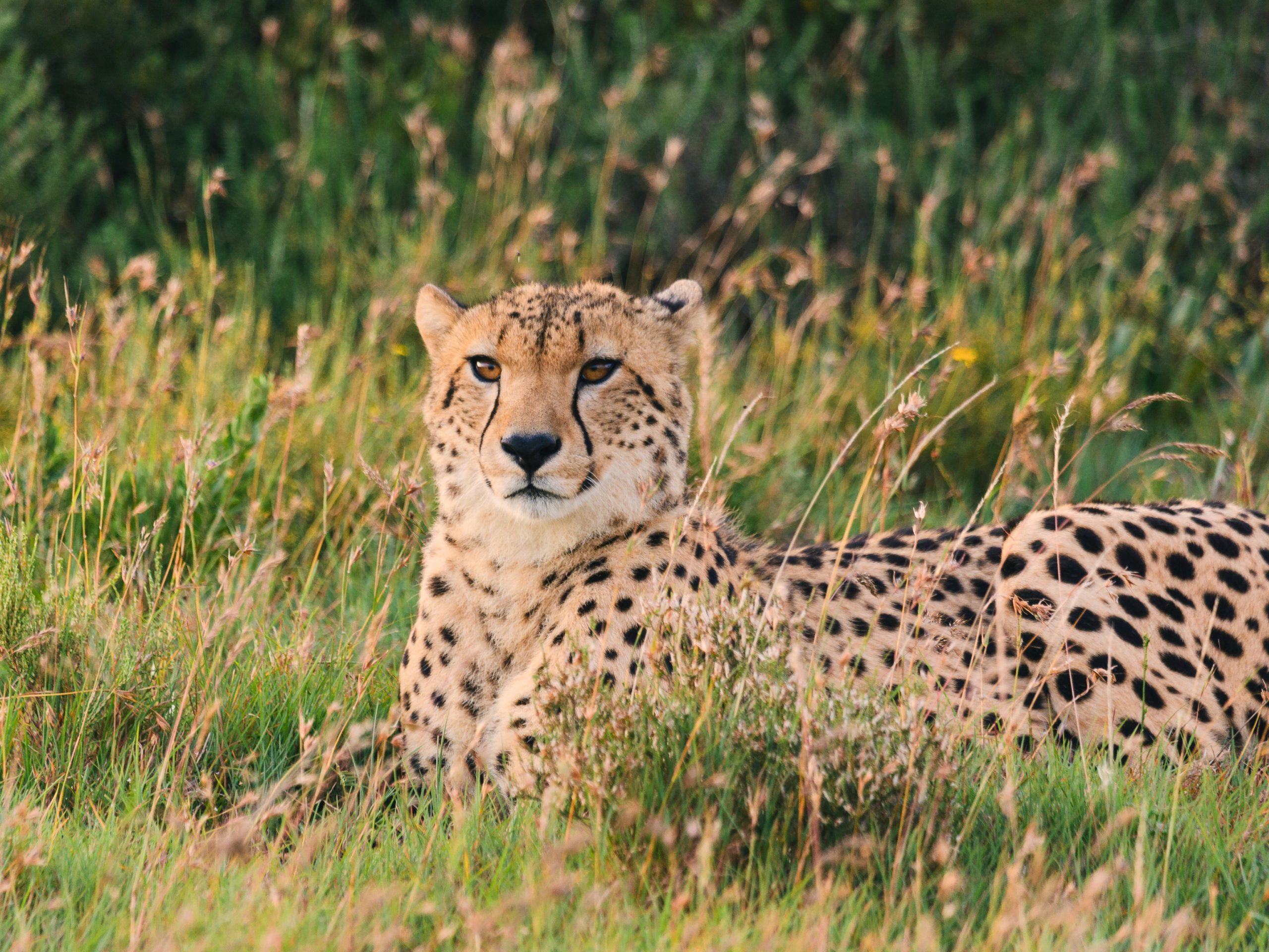 BPTT_Discover Nyosi Wildlife Reserve_Banner