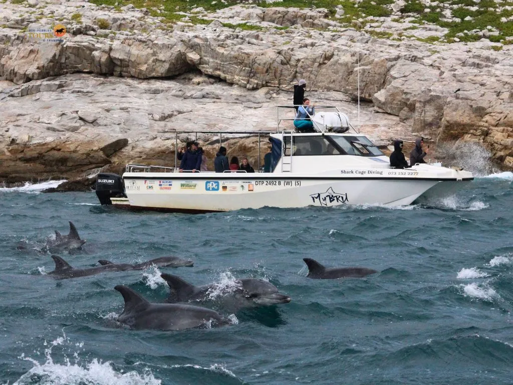 BPTT_Whale Cruise (1)