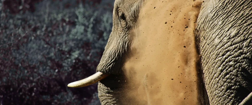 Expect the Unexpected - Longhill Lodge & Reserve, Addo