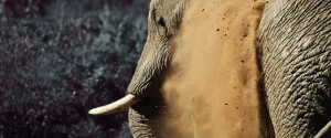 Expect the Unexpected - Longhill Lodge & Reserve, Addo