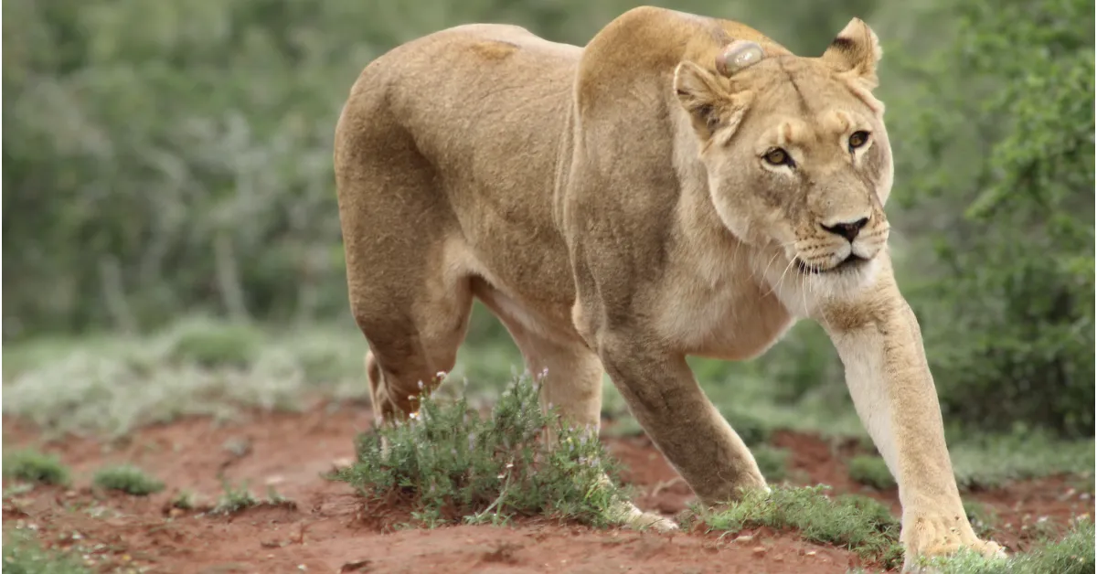 Full-Day Addo Elephant National Park Safari_Banner