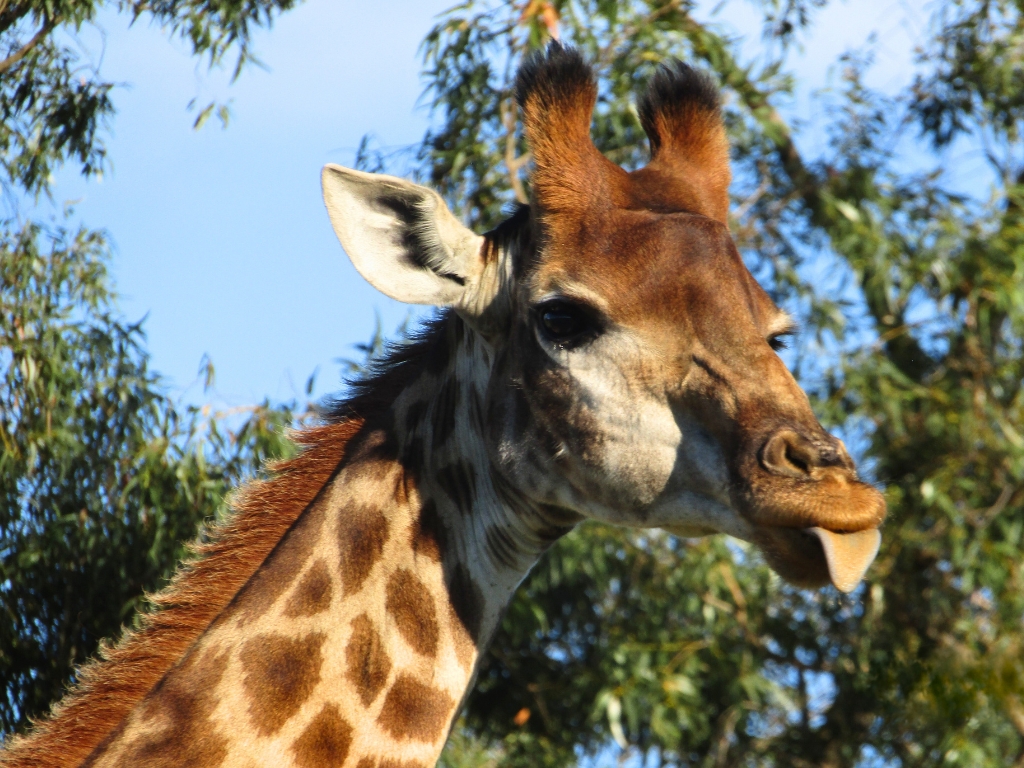 Half-Day Kragga Kamma Game Park_Banner