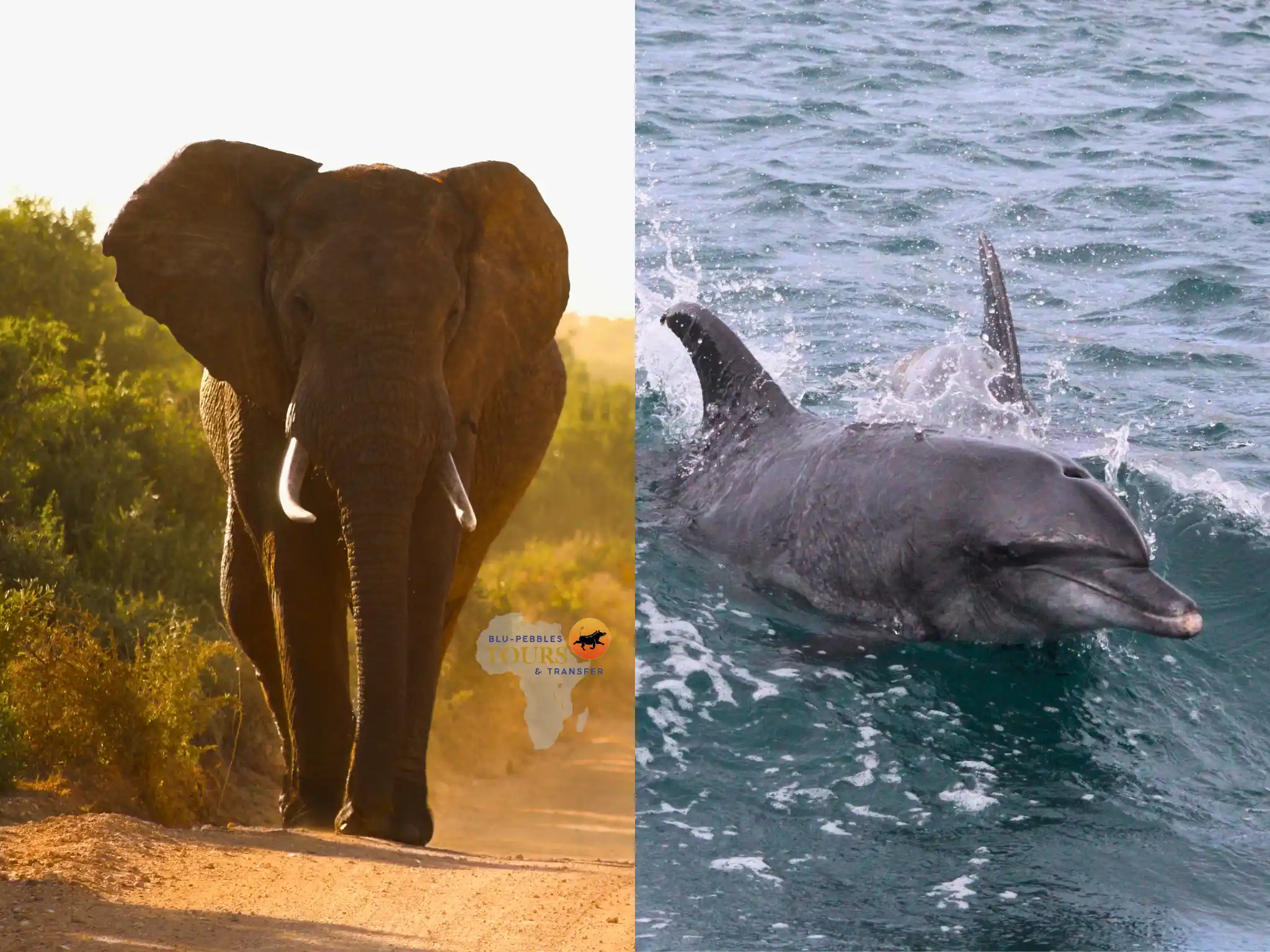 Ocean & Land Wildlife Adventure_Banner
