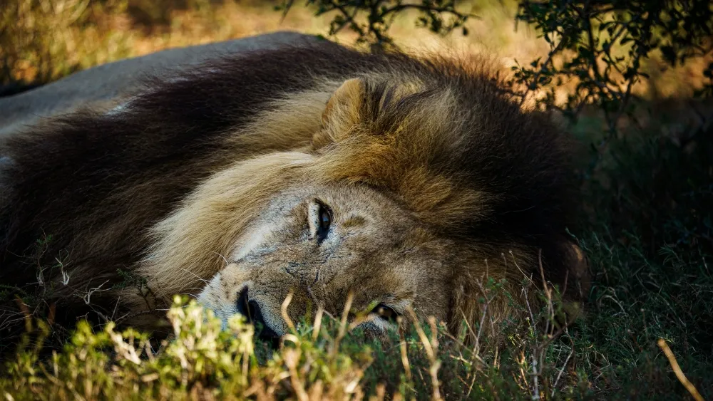 RiverBend_Addo_Lodge_Banner