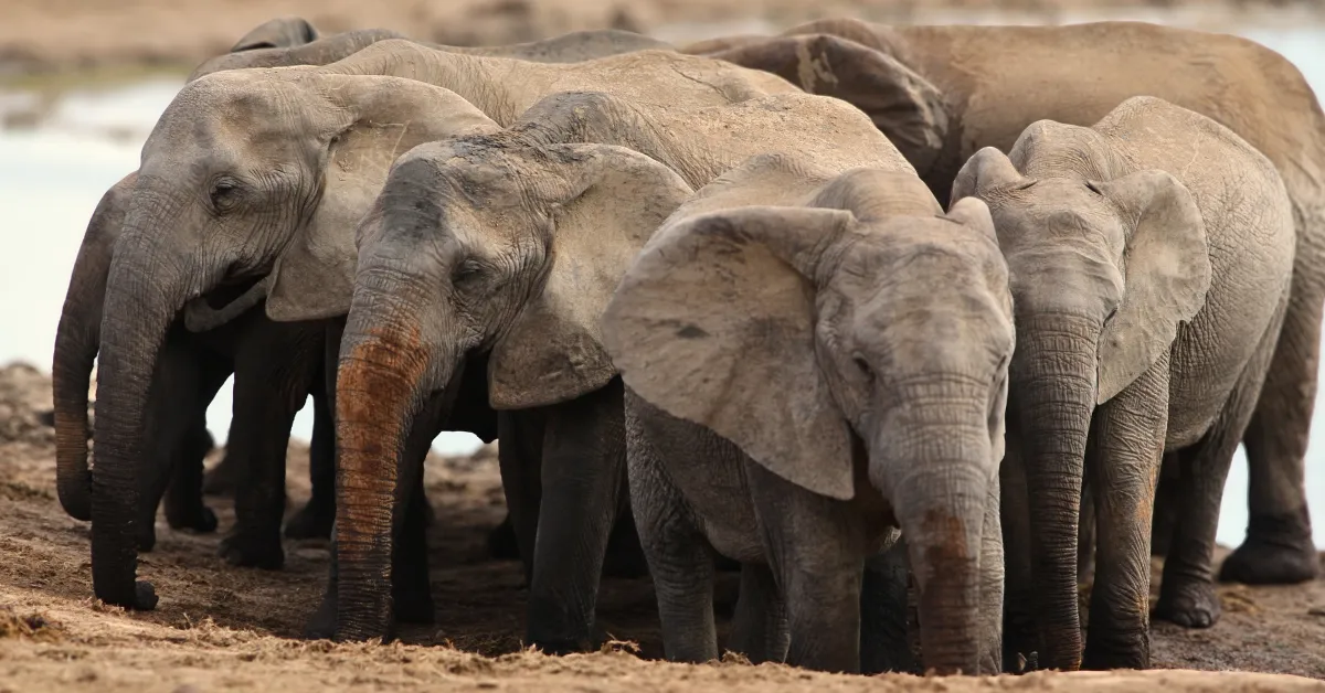 Safari_Addo Elephant National Park_Banner