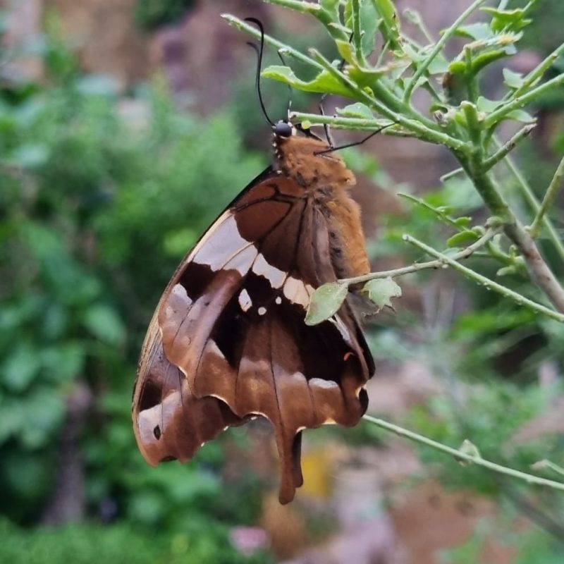 Things to do in South Africa - The Western Cape Butterfly Sanctuary