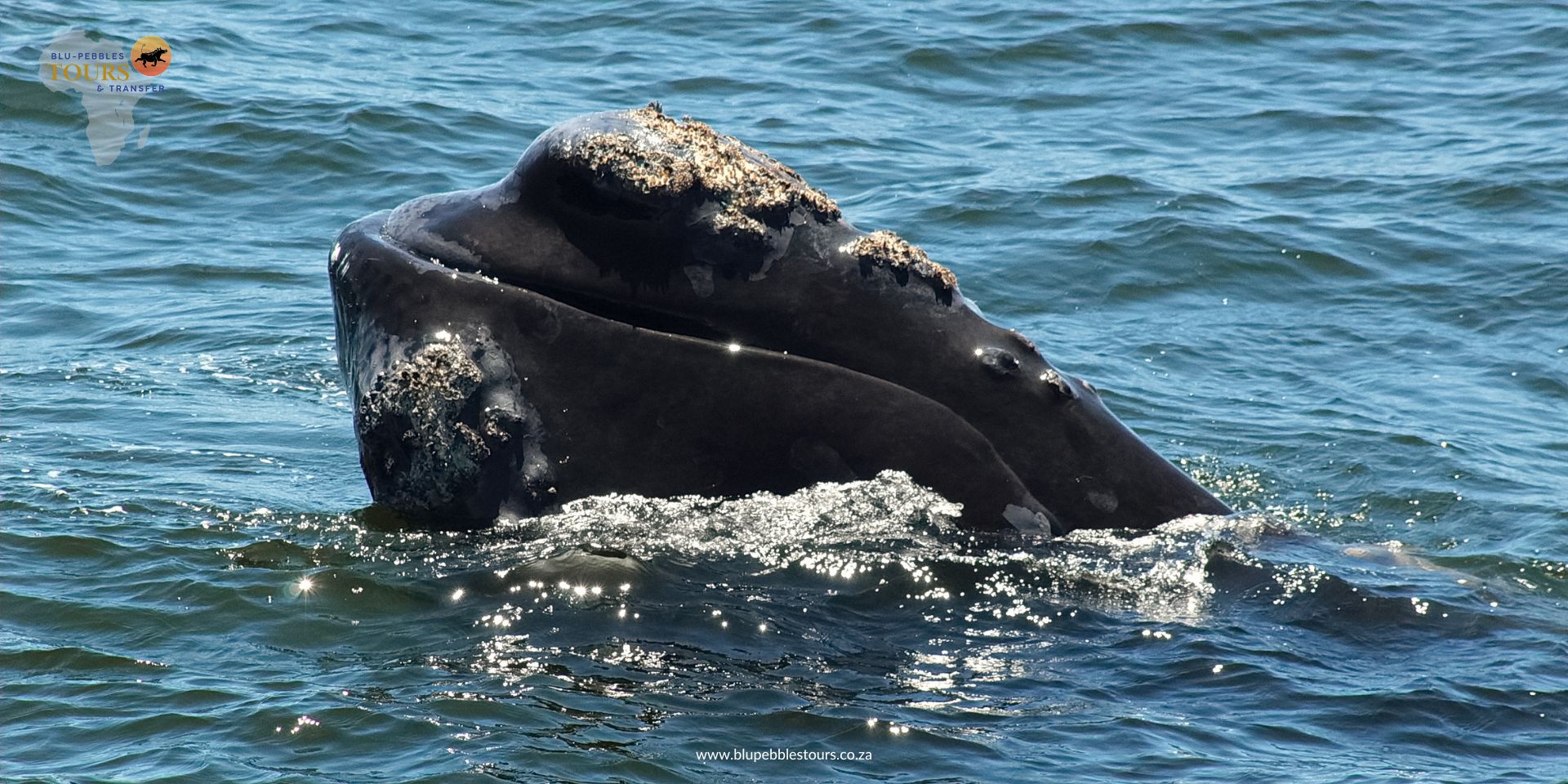 Whale_Hermanus_Landing_Page