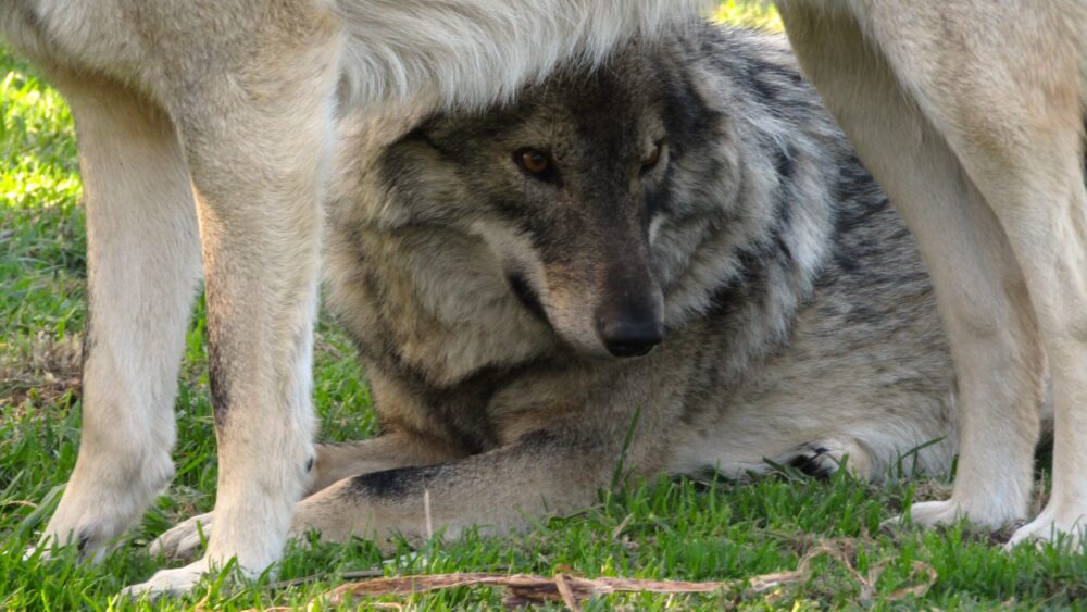 Tsitsikamma Wolf Sanctuary is a non-profit organisation in the Eastern Cape providing a safe haven for abused and abandoned wolves. Through a once-in-a-lifetime encounter where you meet and engage with the wolves, they hope to raise awareness, inform, and educate visitors. Guests can look forward to informative guided tours, beautiful views, and family fun when visiting the Wolf Sanctuary. The Tsitsikamma Wolf Sanctuary, registered as an NPC under the name TTWS NPC, is a woman-owned non-profit company in the Eastern Cape. The directors are Robin McDonald, Francette Jerling, and Judy Djohoun. The Wolf Sanctuary provides a forever home to 30 non-indigenous wolves and wolf hybrids as a result of irresponsible wolf breeding in South Africa. The women of the Sanctuary are not afraid to work hard, doing everything from fetching dead cows from neighbouring dairy farms and butchering them ourselves for food for the wolves; building buildings; building enclosures; raising rescued wolves and wolf hybrids; dealing with aggressive behaviours of wolves; laying water pipes and plumbing; installing and maintaining electrical work; cutting grass; and everything else that goes with running a sanctuary for these wild, exotic carnivorous animals. The Tsitsikamma Wolf Sanctuary is the oldest and first wolf sanctuary in South Africa. They are entirely privately funded, relying on sponsorships and donations. They have daily tours around the wolf sanctuary in order to raise additional funds. The well-trained and passionate guides will lead you through their beautifully well-kept grounds. They will introduce you to the wolves while teaching you about the importance of why one should not breed wolves in SA. Wolfes is non-indigenous and have no future as wild animals roaming free. Rates: Adults - R250 Pensioners - R150 Children 12yrs and under - R100