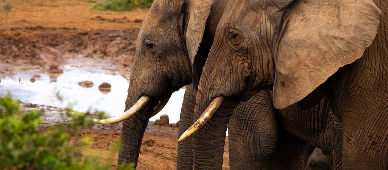 Addo-Elephants South Africa