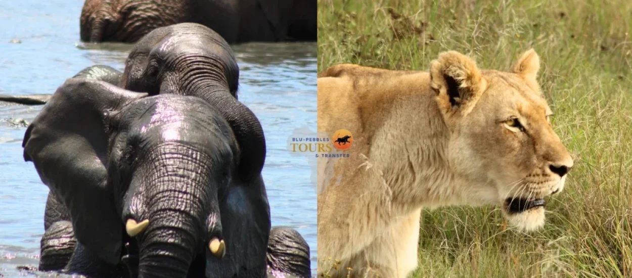 Addo & Schotia Big Five Adventure_Banner
