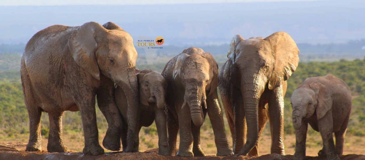 BPTT_Addo Elephant National Park_Banner (1)