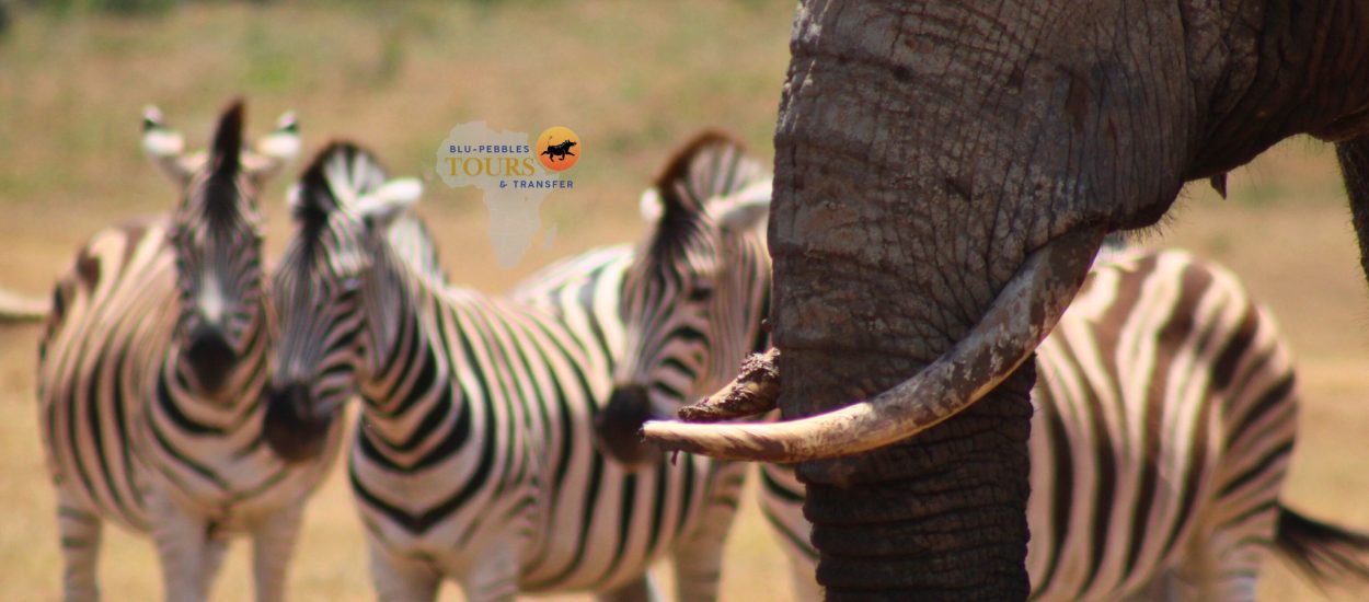 BPTT_Addo Elephant National Park_Banner (2)