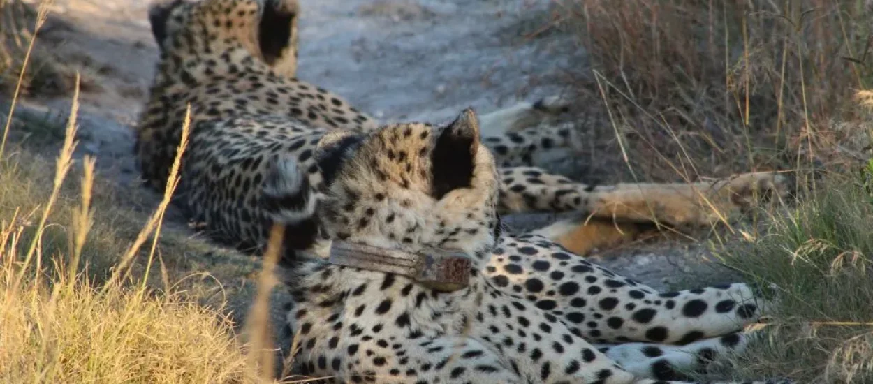 BPTT_Amakhala Game Drive_Banner