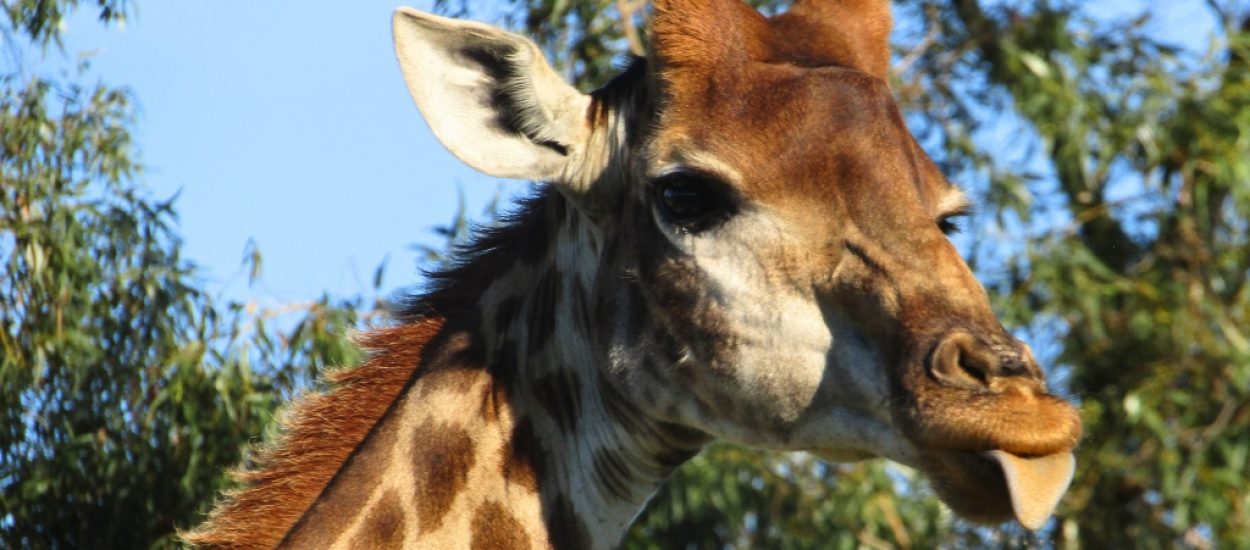 Half-Day Kragga Kamma Game Park_Banner