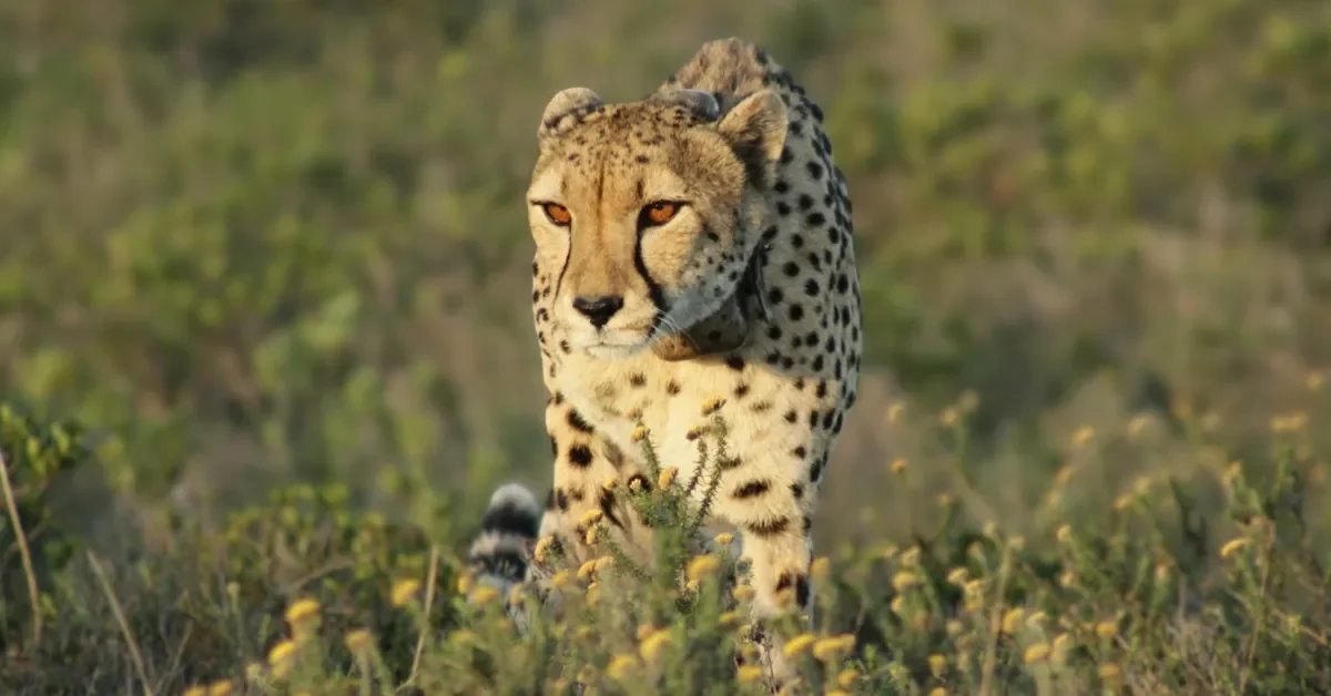 Nyosi Wildlife Reserve Sunset Game Drive_Banner
