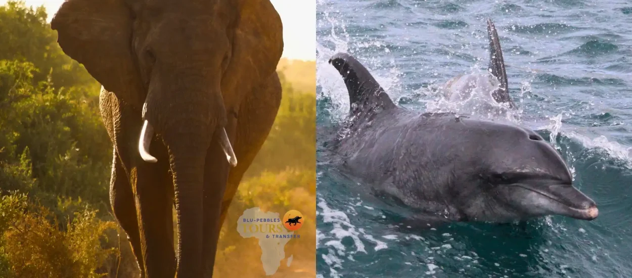 Ocean & Land Wildlife Adventure_Banner