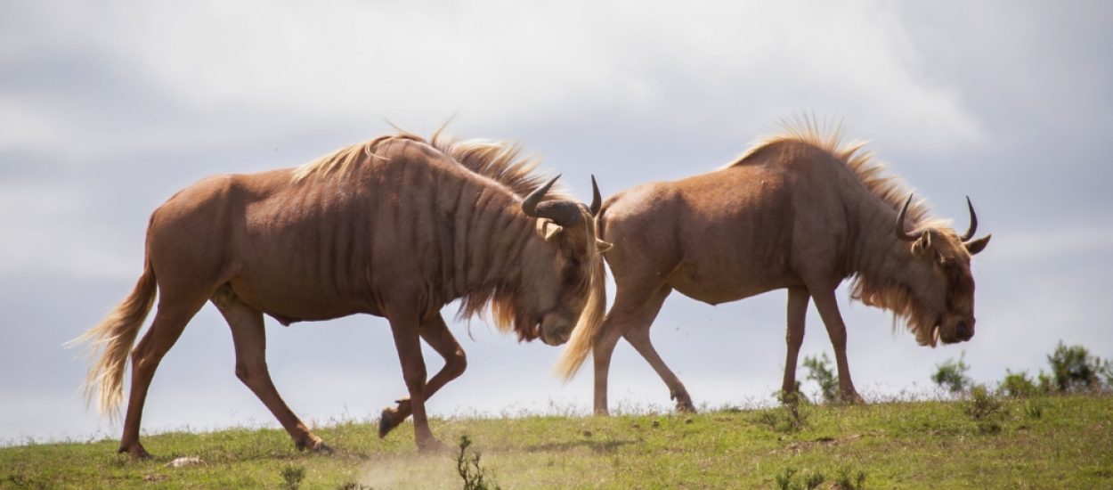 Pabala Private Nature Reserve Day Tour_Banner