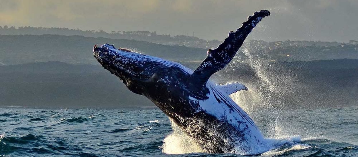 Whale watching in Port Elizabeth
