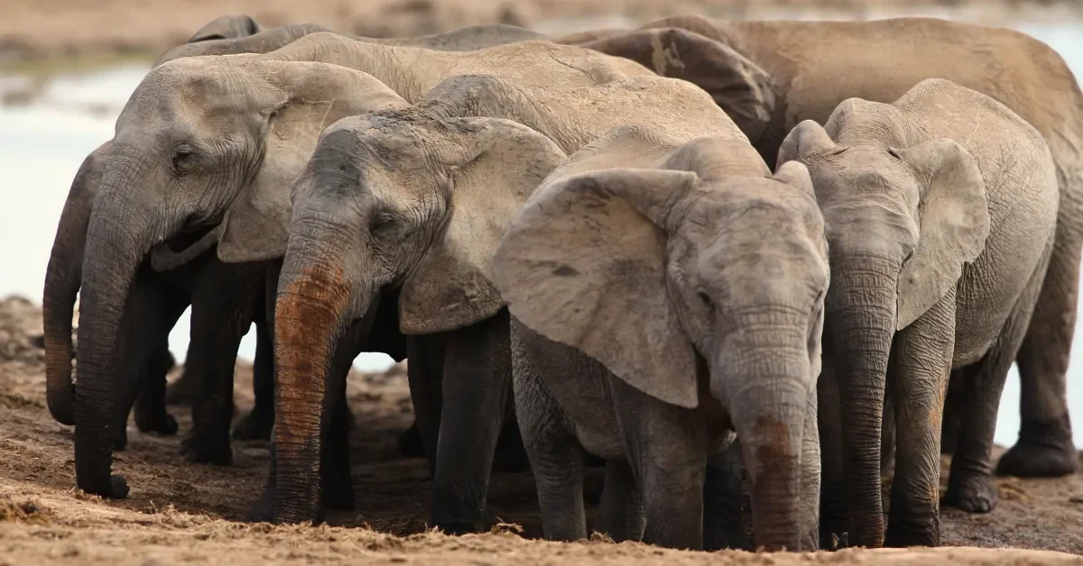 Safari_Addo Elephant National Park_Banner