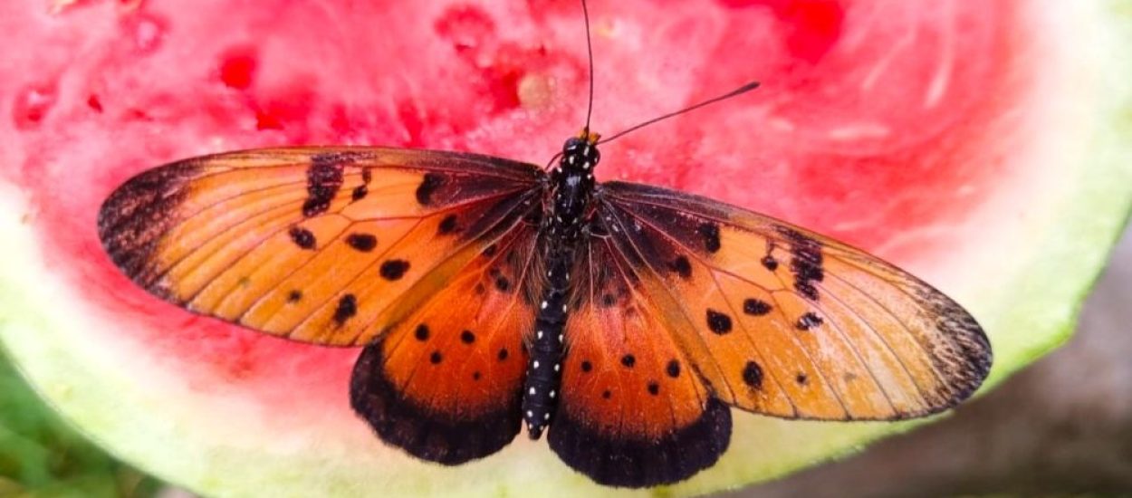 Western Cape Butterfly Sanctuary_banner