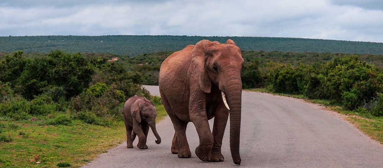 elephants in addo national park
